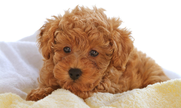 江苏香蕉视频你懂的宠物告诉您春天来临 主人们注意预防狗狗细小病毒